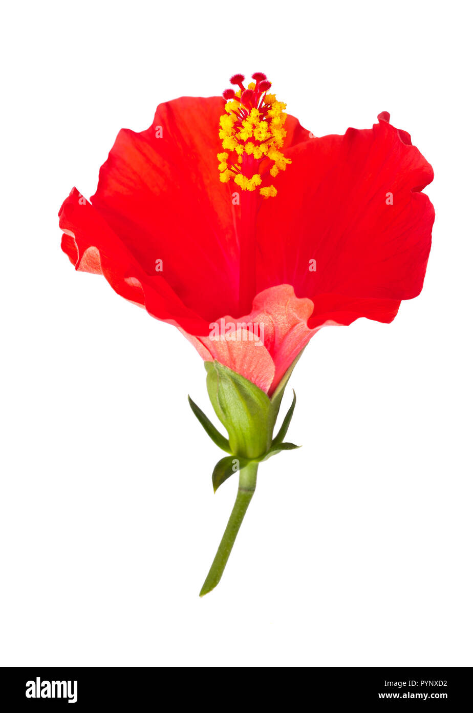Fleur d'hibiscus rouge isolé sur fond blanc Banque D'Images