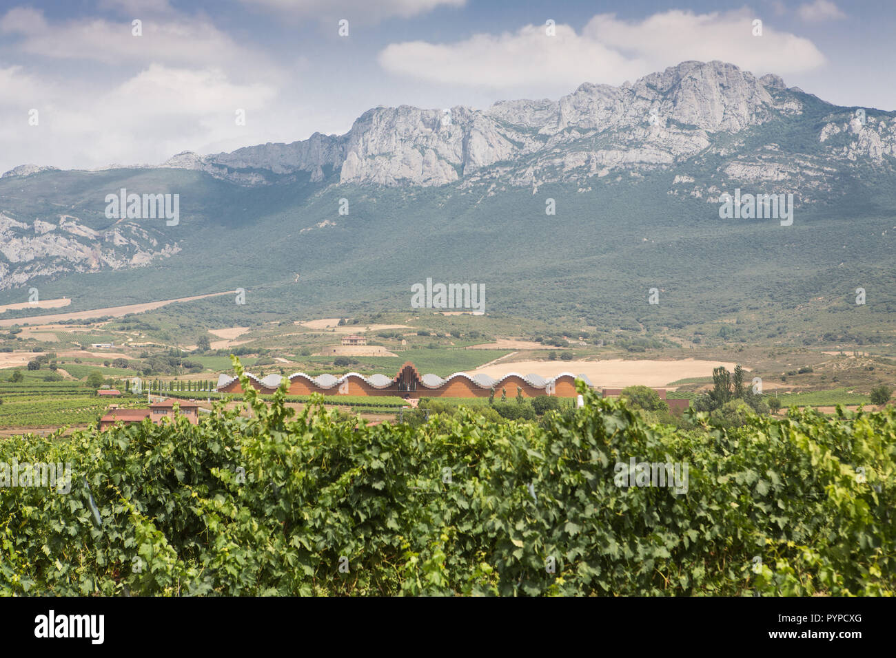 Vignoble Ysios Banque D'Images