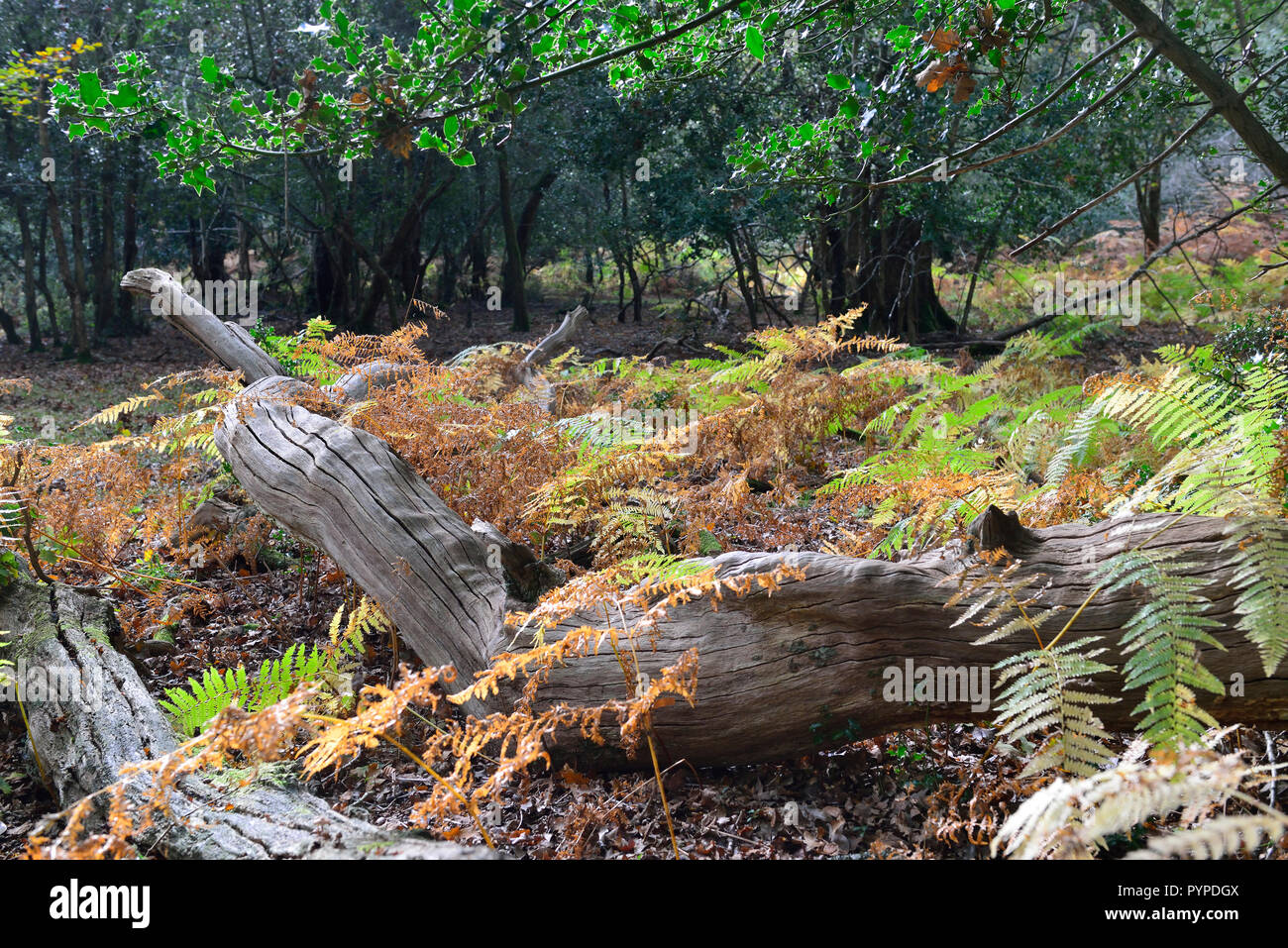 Scène des bois de chênes et de hêtres ,vivant et tombé dans la new forest Banque D'Images