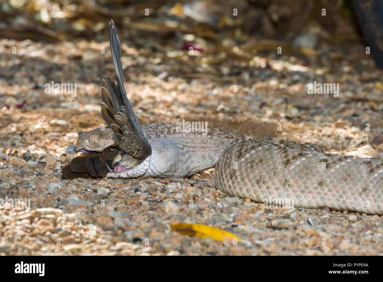 Un crotale de l'Ouest (Crotalus atrox Diamondback) avaler un matin triste (Zenaida macroura) qu'il capture. (Arizona) Banque D'Images