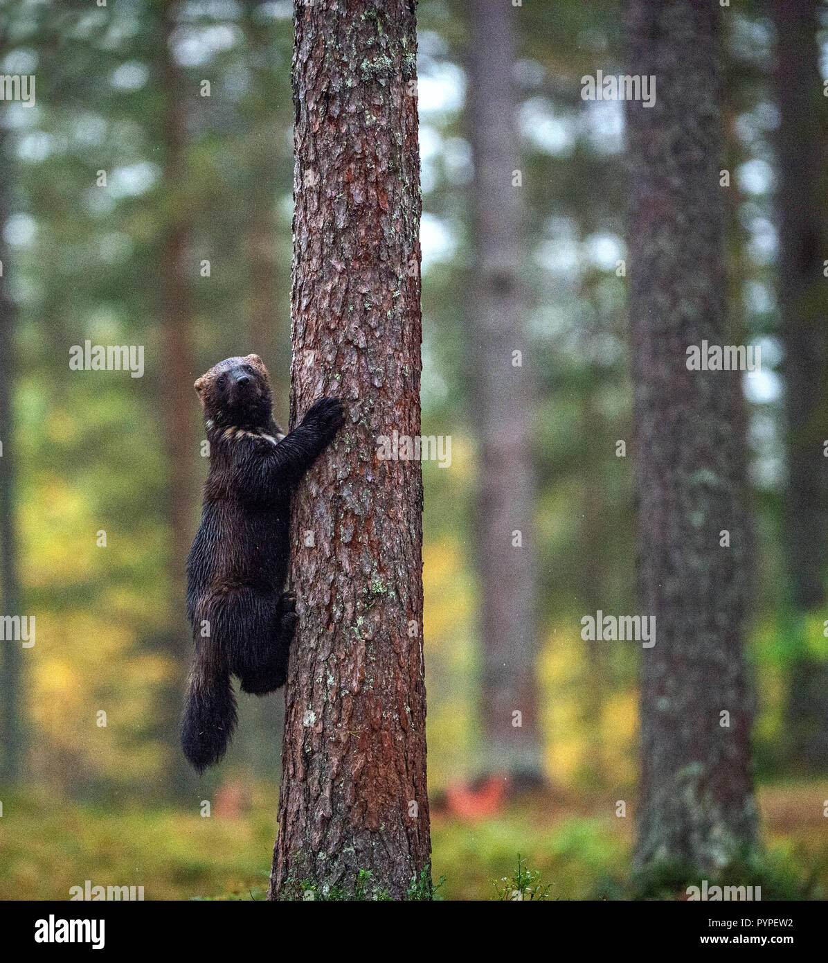 Wolverine grimpe dans un arbre. La nature sauvage, l'habitat naturel. Glouton, carcajou, les ours, ou quickhatch (Gulo gulo) Banque D'Images