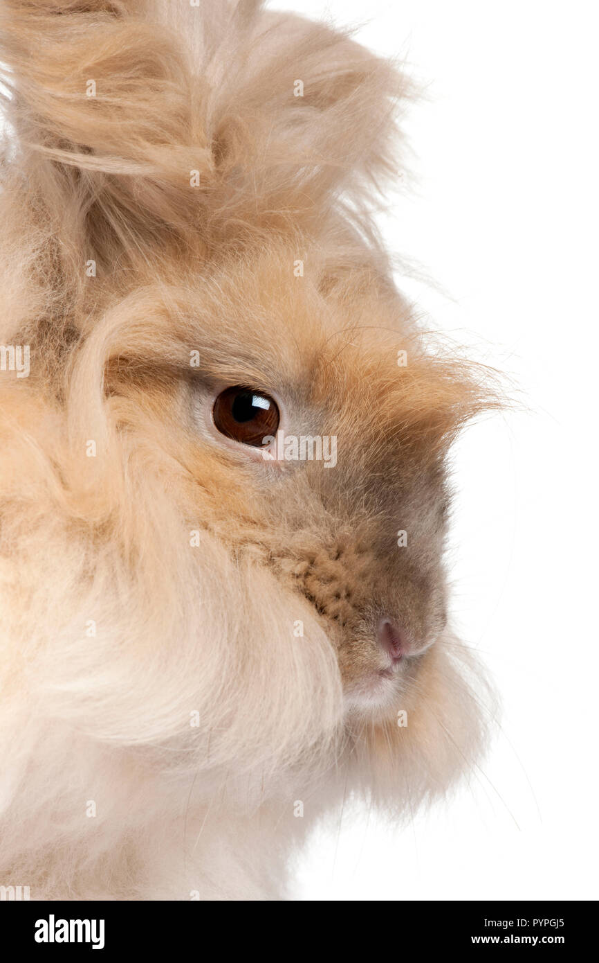 Close-up of English lapin angora in front of white background Banque D'Images