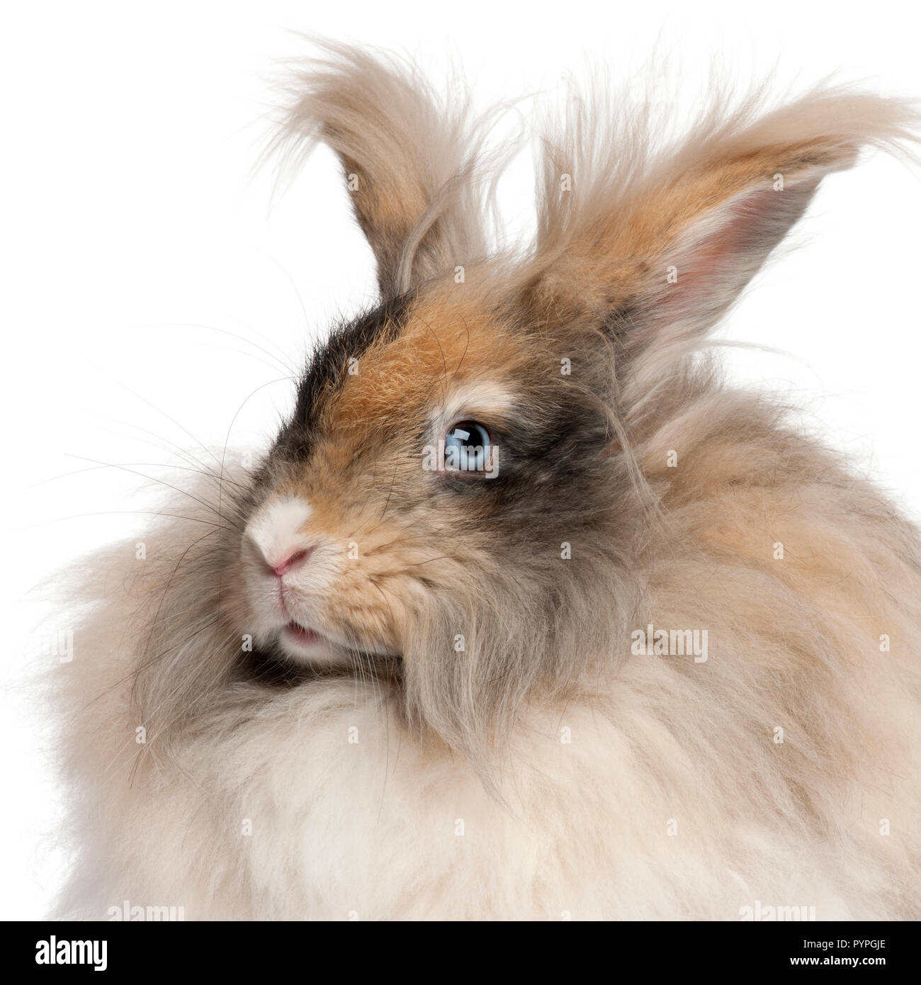 Close-up of English lapin angora in front of white background Banque D'Images