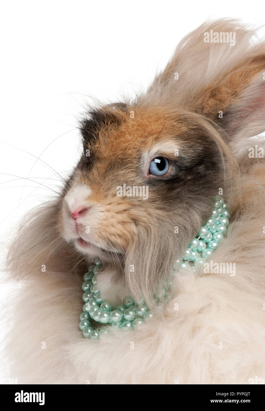 Close-up of English lapin angora wearing pearls in front of white background Banque D'Images