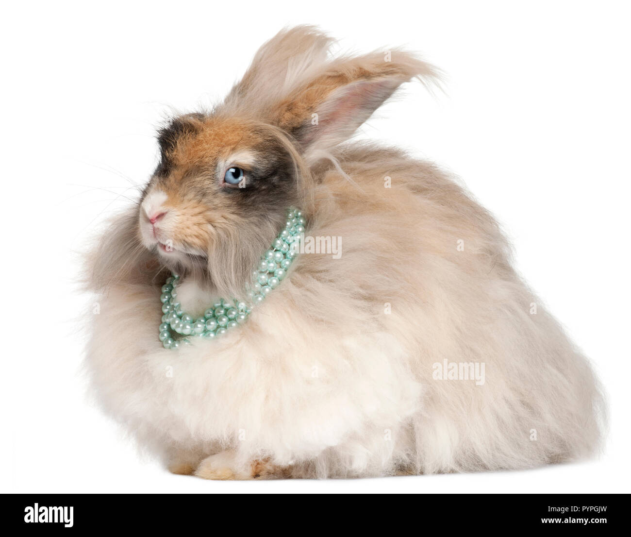 Lapin angora anglais portant pearls in front of white background Banque D'Images