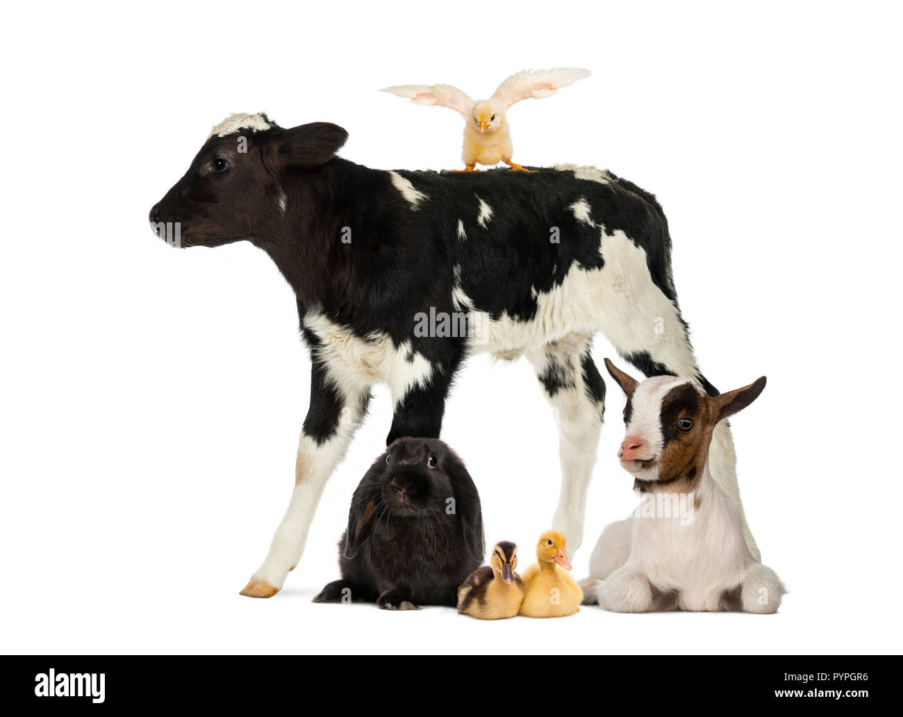 Animaux de la ferme Banque D'Images