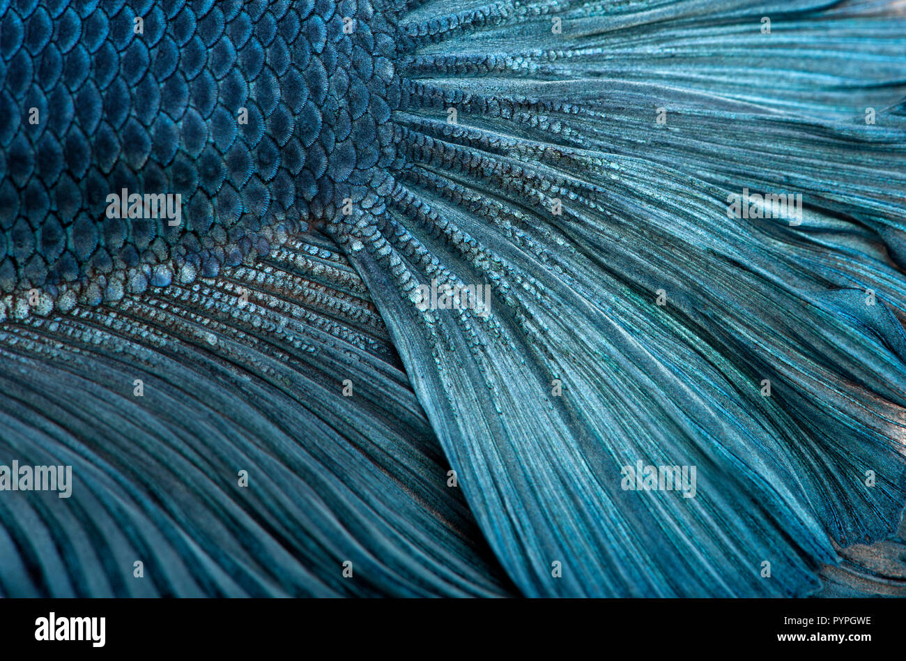 Close-up of Blue Siamese fighting fish, Betta Splendens Banque D'Images