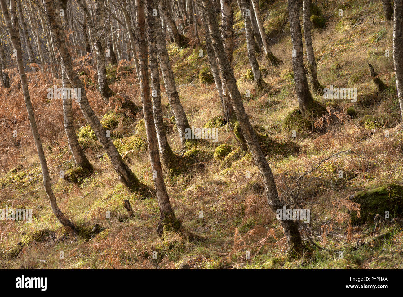 Des troncs de bouleau en forêt, Glen Affric, Ecosse, Royaume-Uni Banque D'Images