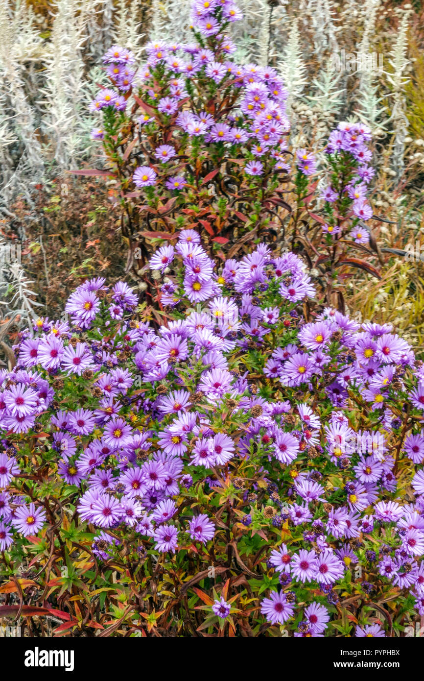 New York, de l'Aster Symphyotrichum novi-belgii ' Banque D'Images