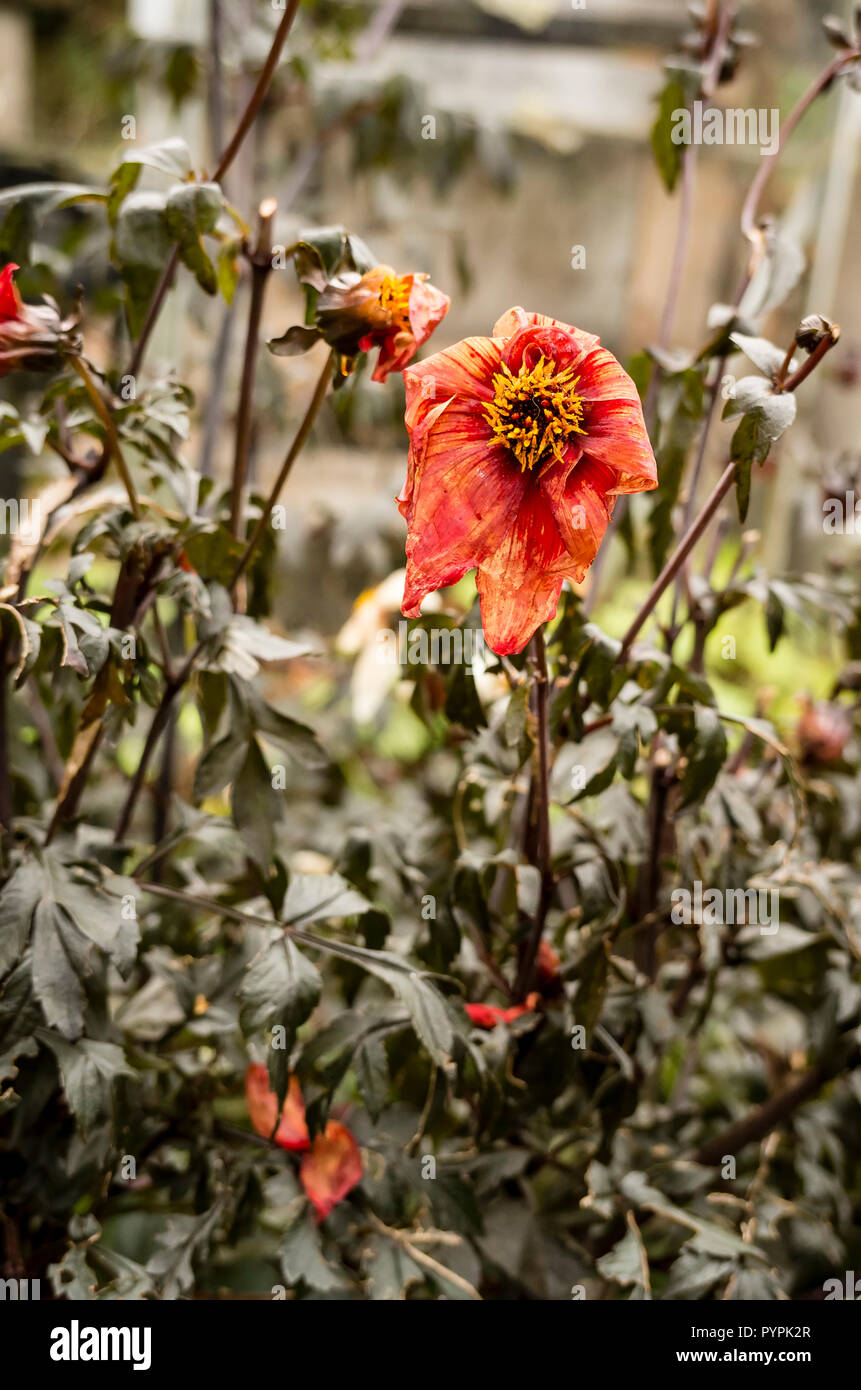 Évêque de Llandaff Dahlia le matin après une nuit frost montrant le feuillage noirci et fleurs abîmées en octobre au Royaume-Uni Banque D'Images