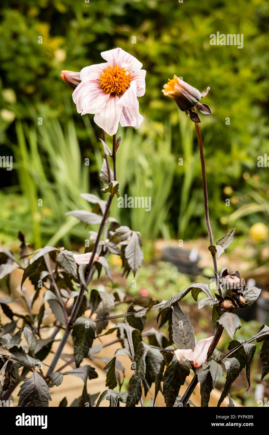 Un triste spectacle. Dahlia Bishop of Leicester montrant la nuit les dommages causés par des températures inférieures à zéro dans un jardin à Wiltshire UK Banque D'Images