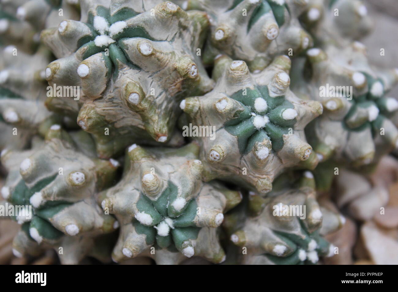 Euphorbia lactea forma cristata, elkhorn a créé et ondulant plante du désert poussant dans le jardin du désert. Banque D'Images