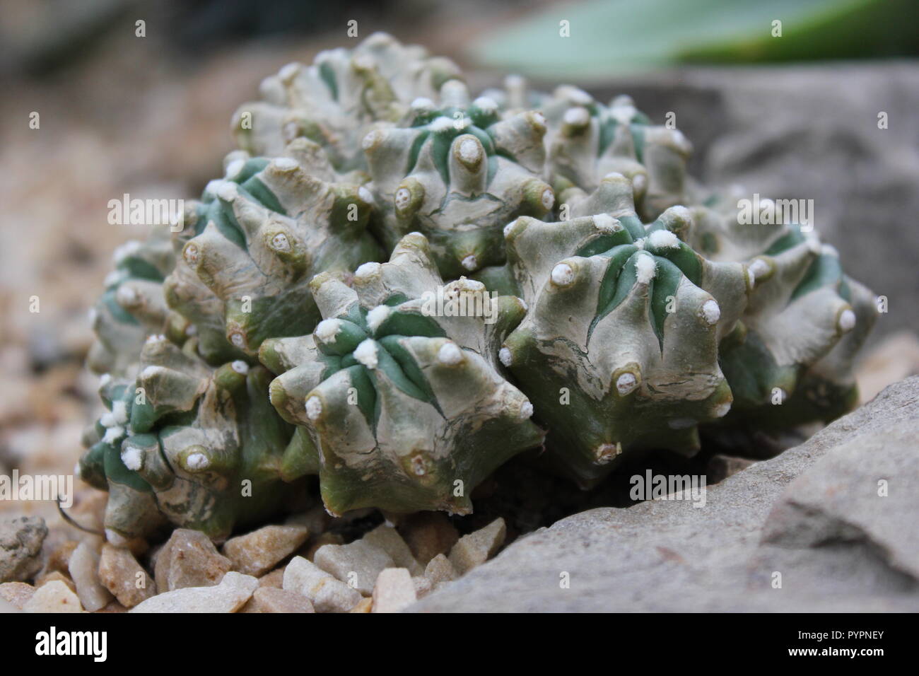 Euphorbia lactea forma cristata, elkhorn a créé et ondulant plante du désert poussant dans le pré ensoleillé. Banque D'Images