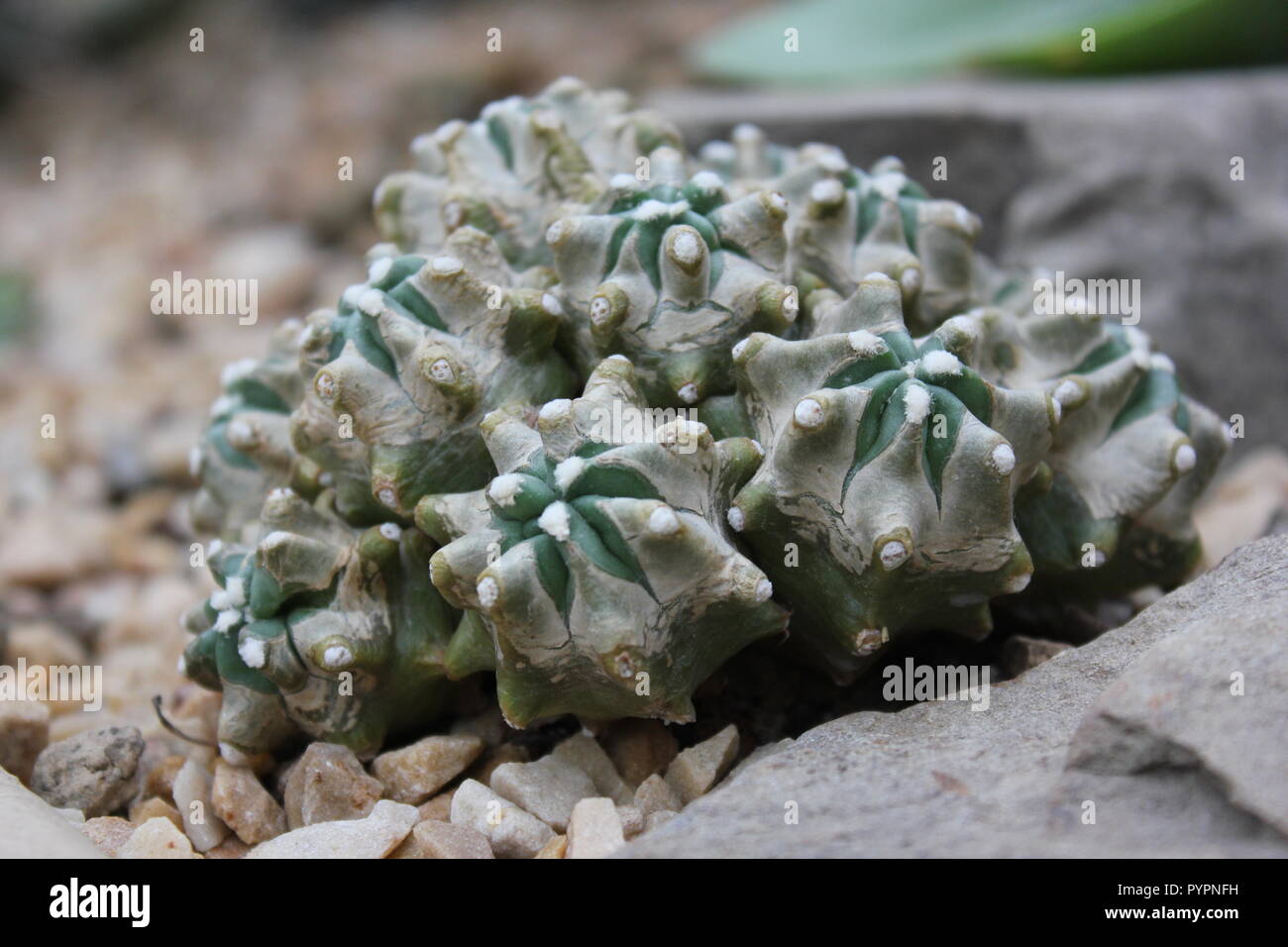 Euphorbia lactea forma cristata, elkhorn a créé et ondulant plante du désert poussant dans le jardin du désert. Banque D'Images