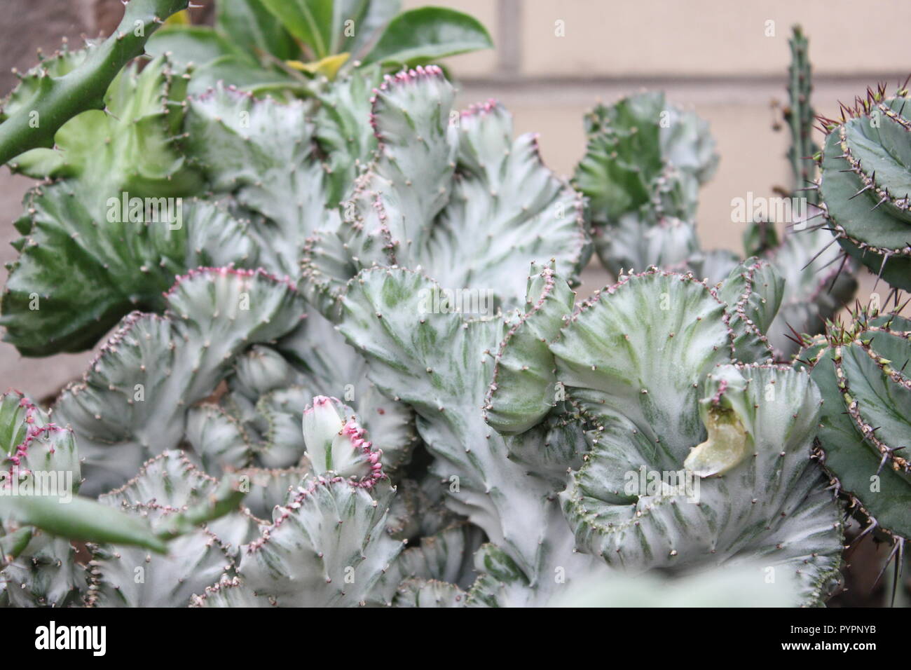 Euphorbia lactea forma cristata, elkhorn a créé et ondulant plante du désert poussant dans le jardin du désert. Banque D'Images