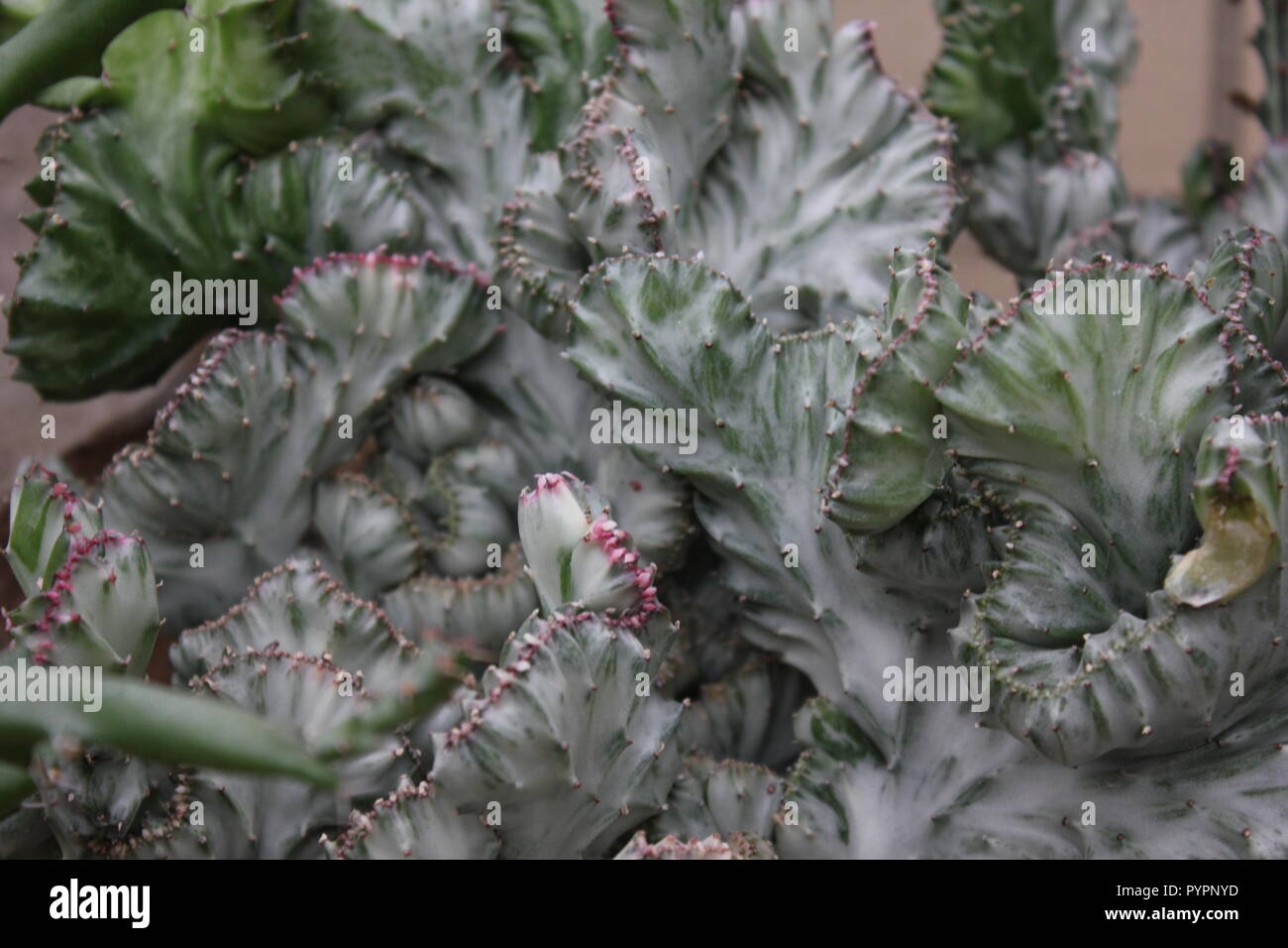 Euphorbia lactea forma cristata, elkhorn a créé et ondulant plante du désert poussant dans le jardin du désert. Banque D'Images