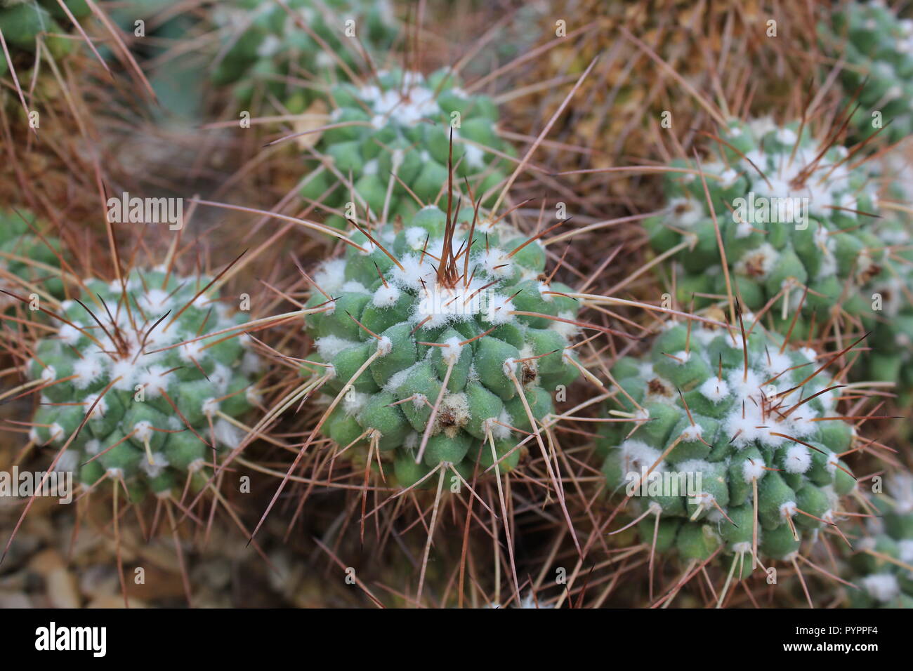 Mammillaria longimamma, cactus à doigts, plante du désert qui pousse dans le jardin du désert. Banque D'Images