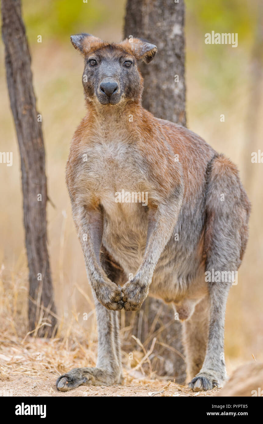 Le vieux guerrier, homme, les oreilles de Wallaroo noires se penchent avec le poids du temps et de nombreuses tiques étanchent sa soif dans un trou d'eau de l'Outback en Australie. Banque D'Images