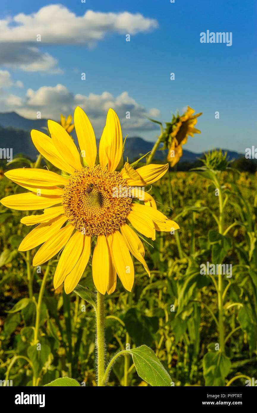 Une abeille pollinise une tête de tournesol sur les pentes inférieures de la Cordillère australienne dans l'extrême nord du Queensland. Banque D'Images
