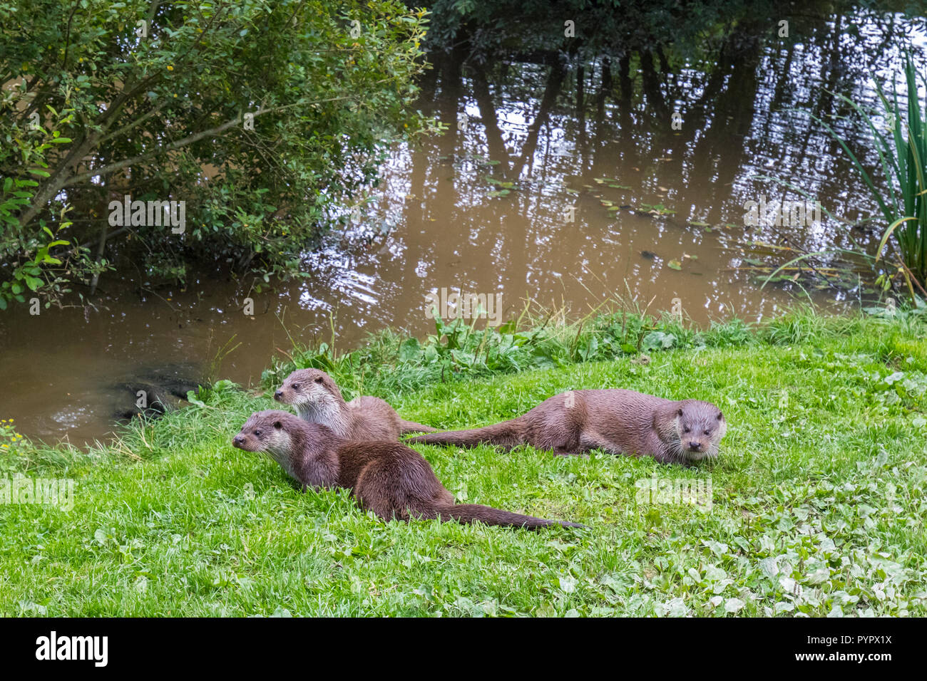 Sur l'herbe de la famille Otter Bank Banque D'Images