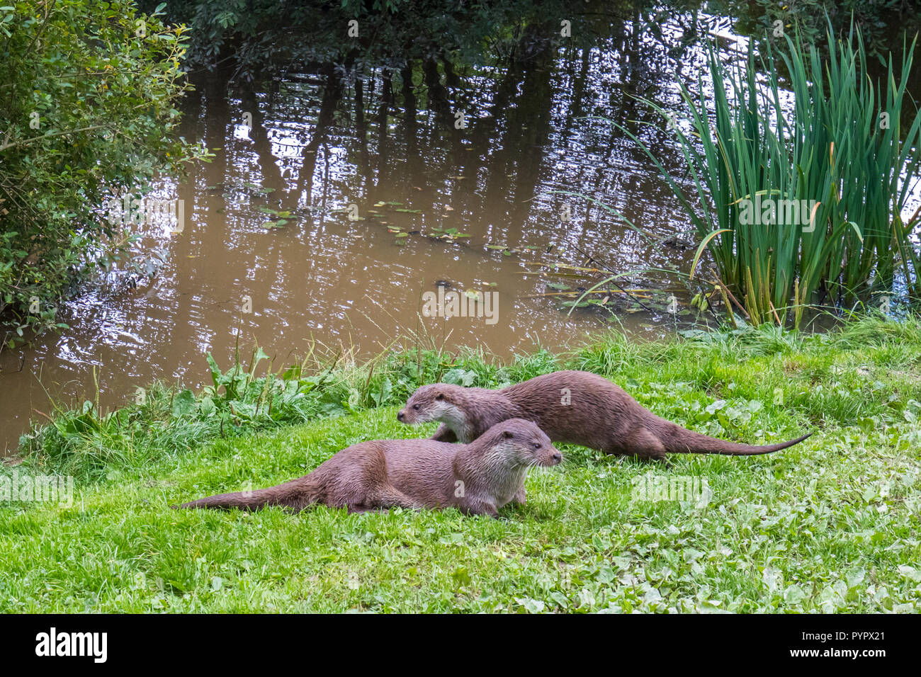 Sur l'herbe de la famille Otter Bank Banque D'Images