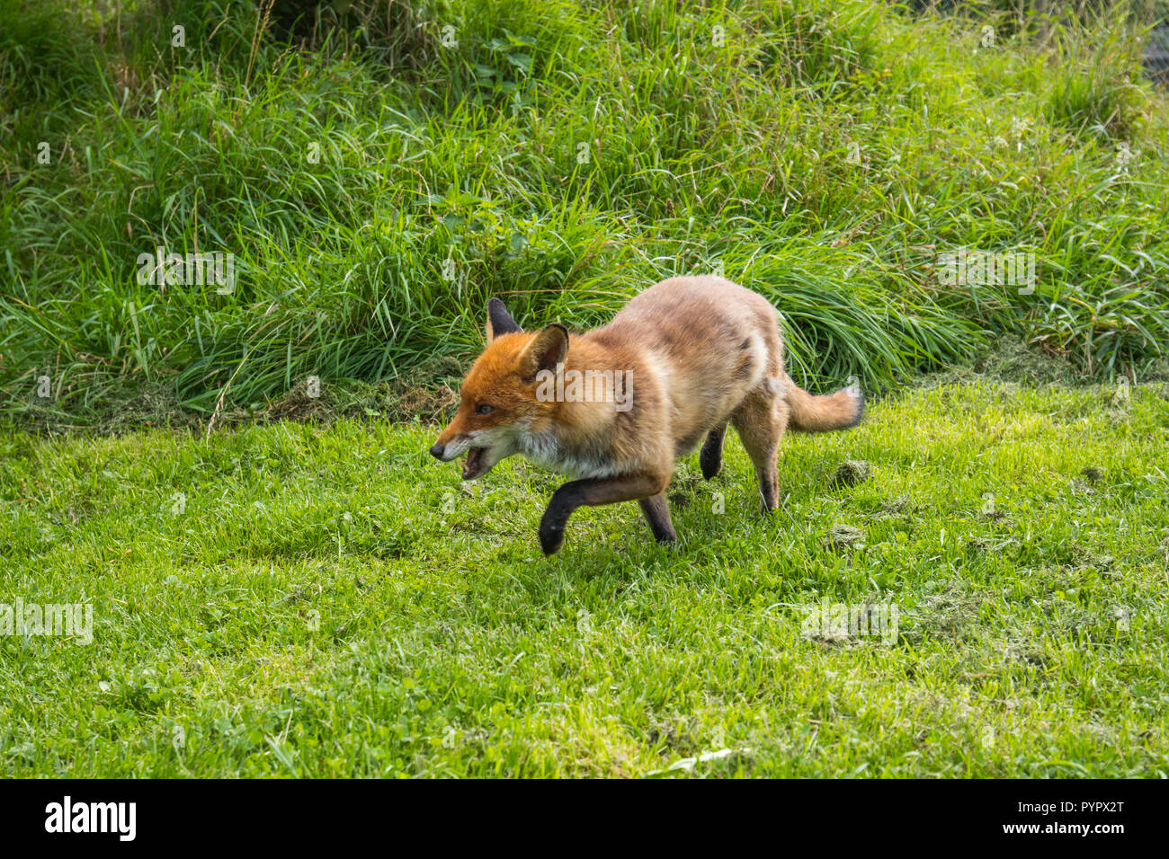 Red Fox sur l'herbe Banque D'Images