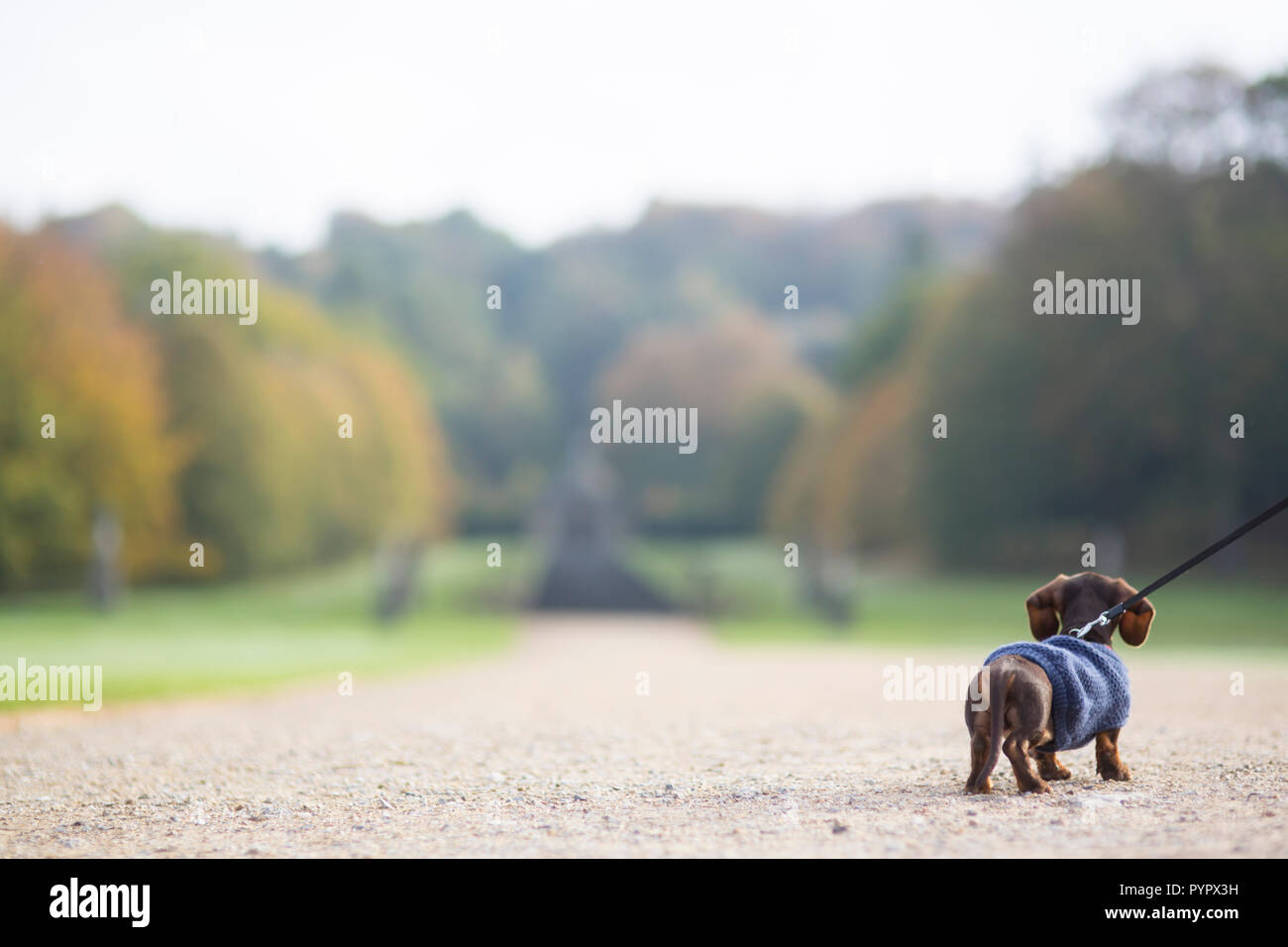 Cute Dachshund Puppy miniature dans un grand monde Banque D'Images