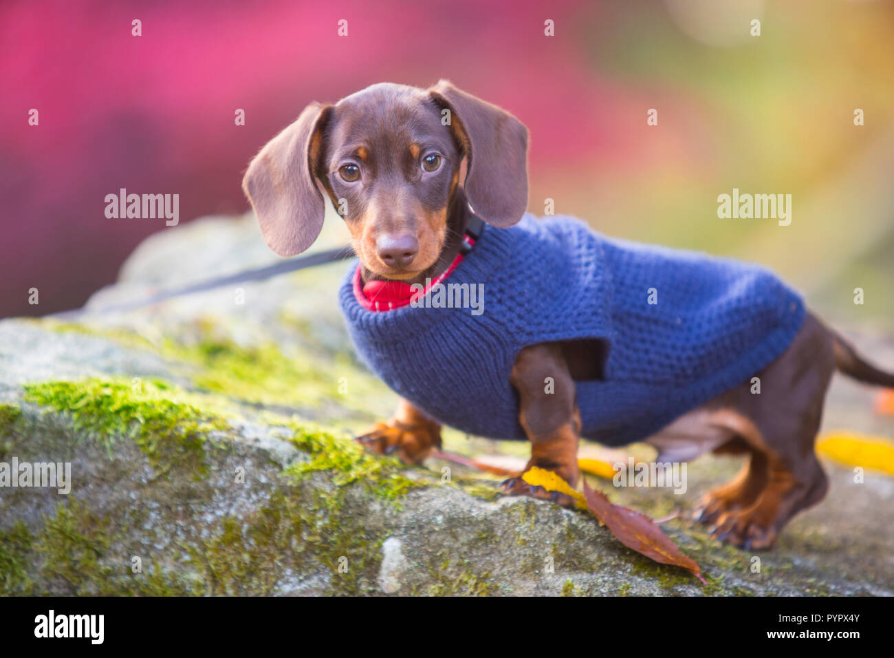 Mignon Chiot Teckel miniature Banque D'Images