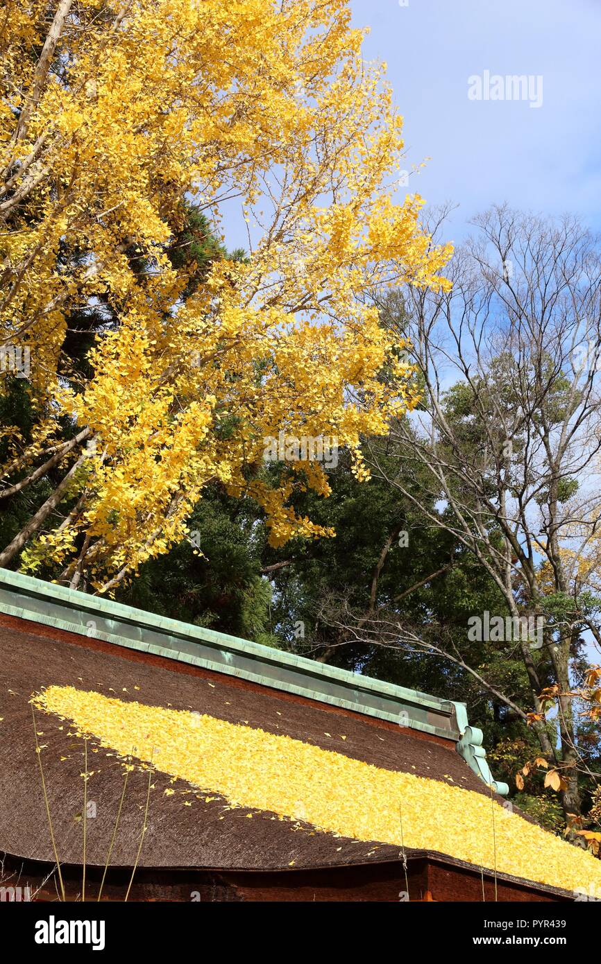 Automne japonais - jaune arbre ginkgo laisse au sommet Sanctuaire Kitano Tenmangu à Kyoto, au Japon. Banque D'Images