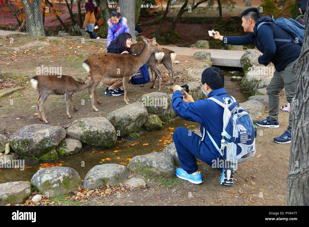 NARA, Japon - 23 NOVEMBRE 2016 : les touristes nourrir les cerfs sacrés à Nara Park, au Japon. La tradition locale dit que nara deer étaient sacrés en raison d'une visite de Banque D'Images