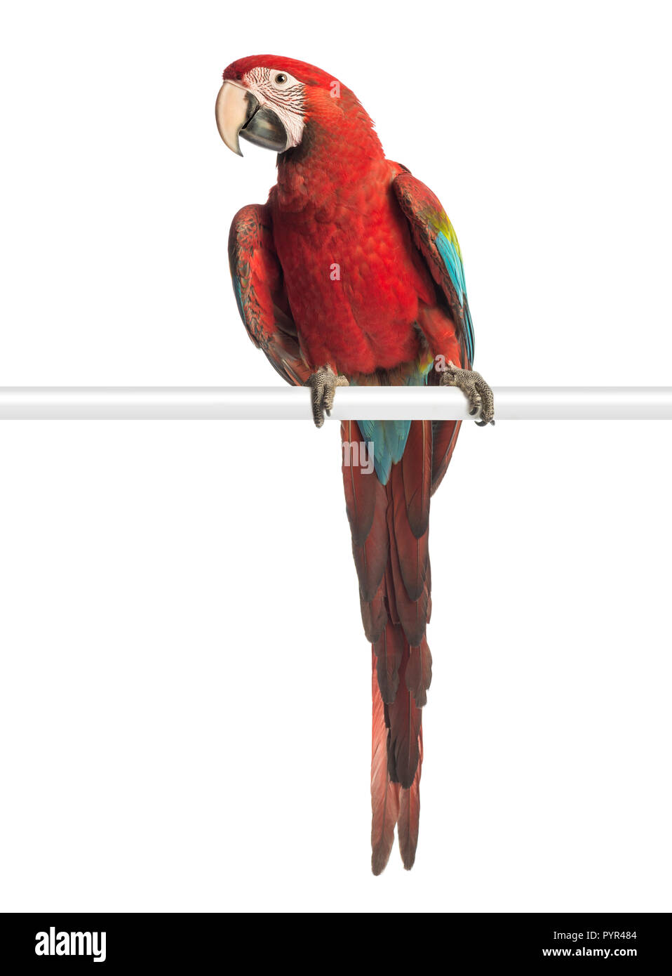 Green-winged Macaw, Ara chloropterus, 1 ans, perché in front of white background Banque D'Images