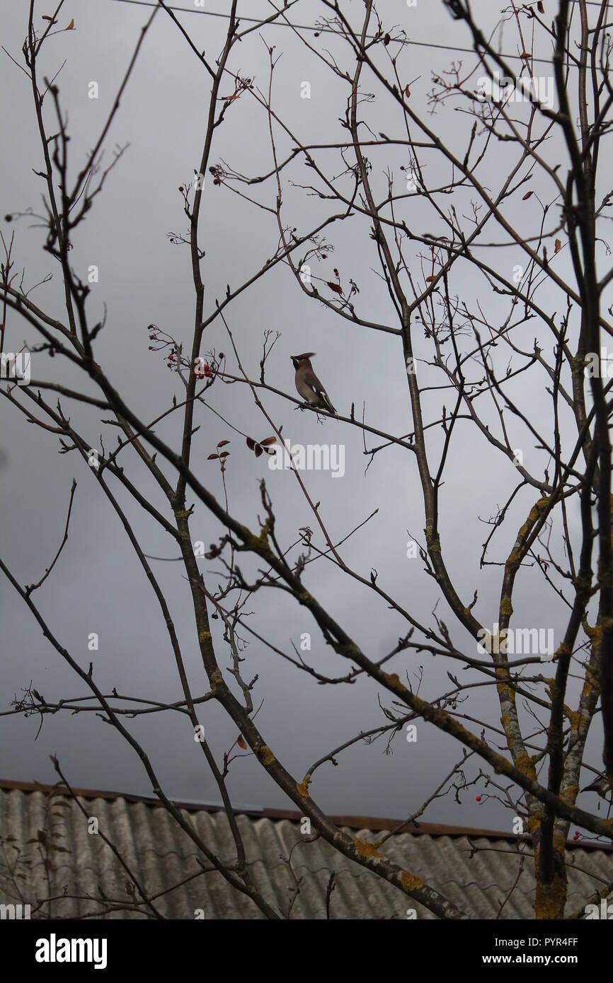 Wild forest thrush oiseaux reste sur l'arbre avant la migration sur le sud en automne pluvieux jour Banque D'Images