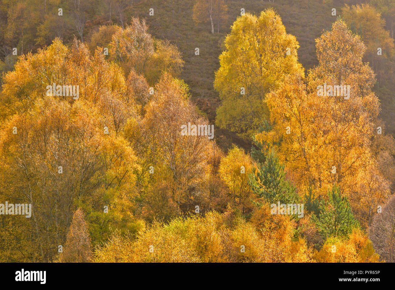 Arbres de bouleau verruqueux Betula pendula BOULEAU ECOSSE BOISÉS ET MATIN D'AUTOMNE BRUMEUX Banque D'Images