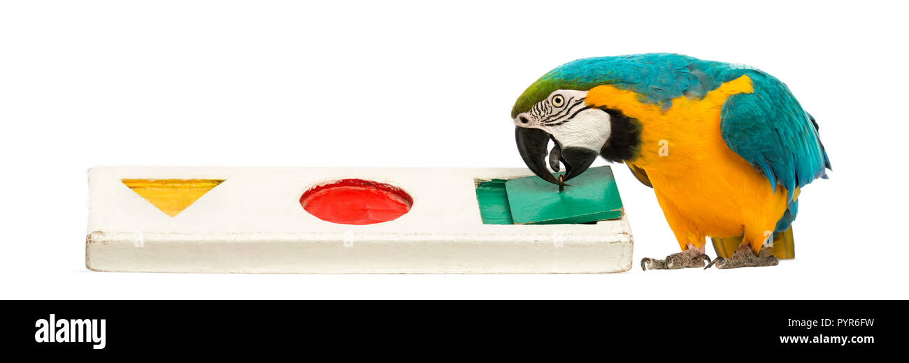 Blue-and-yellow Macaw, Ara ararauna, 30 ans, à jouer avec un puzzle in front of white background Banque D'Images Blue-and-yellow Macaw, Ara ararauna, 30 ans, à jouer avec un puzzle in front of white background Banque D'Images
