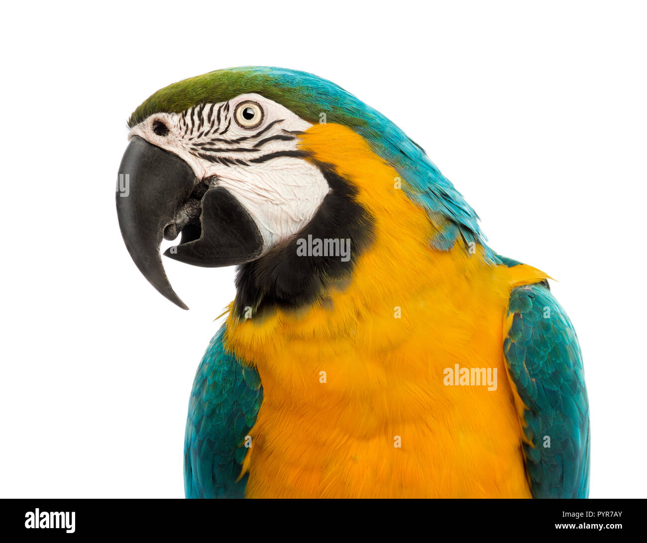 Close-up of a Blue-and-yellow Macaw, Ara ararauna, âgée de 30 ans, in front of white background Banque D'Images Close-up of a Blue-and-yellow Macaw, Ara ararauna, âgée de 30 ans, in front of white background Banque D'Images