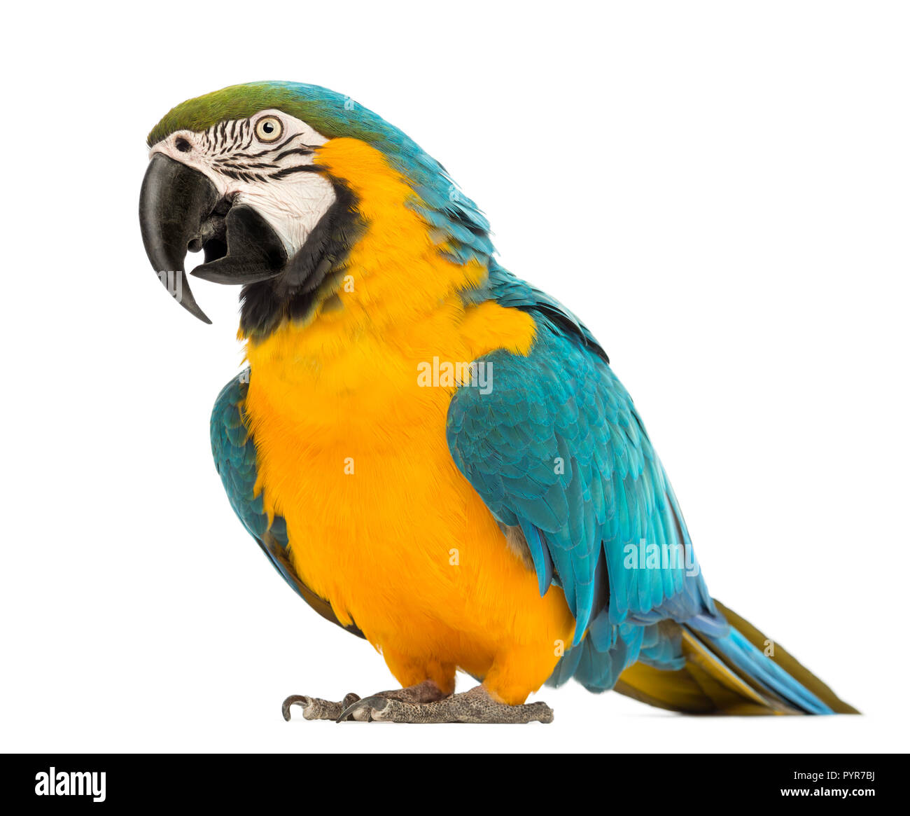 Blue-and-yellow Macaw, Ara ararauna, âgée de 30 ans, in front of white background Banque D'Images Blue-and-yellow Macaw, Ara ararauna, âgée de 30 ans, in front of white background Banque D'Images