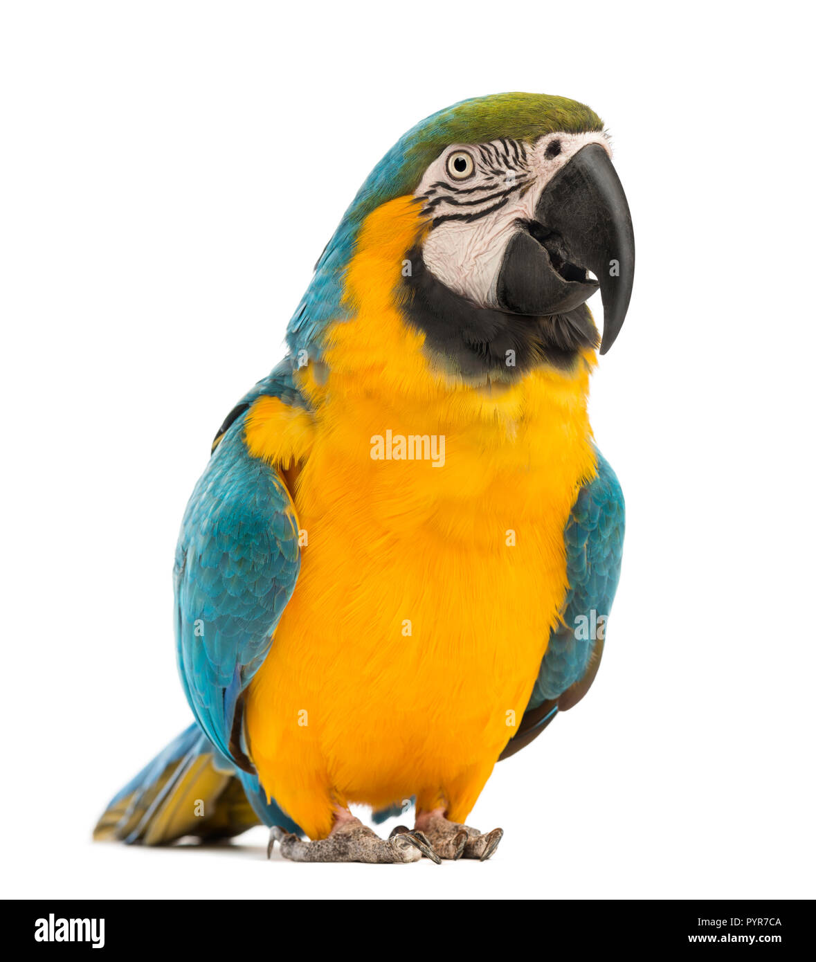 Blue-and-yellow Macaw, Ara ararauna, âgée de 30 ans, in front of white background Banque D'Images Blue-and-yellow Macaw, Ara ararauna, âgée de 30 ans, in front of white background Banque D'Images