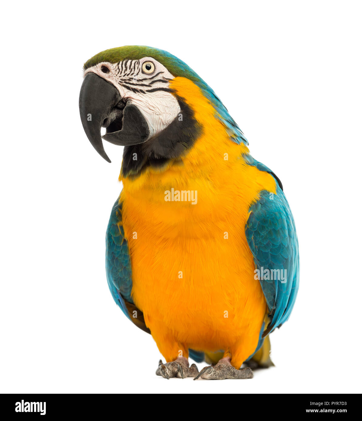 Blue-and-yellow Macaw, Ara ararauna, âgée de 30 ans, in front of white background Banque D'Images Blue-and-yellow Macaw, Ara ararauna, âgée de 30 ans, in front of white background Banque D'Images