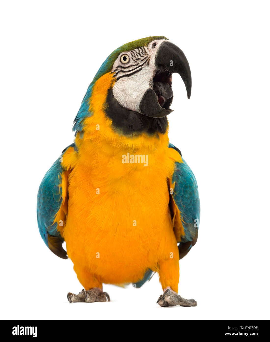 Blue-and-yellow Macaw, Ara ararauna, âgée de 30 ans, in front of white background Banque D'Images Blue-and-yellow Macaw, Ara ararauna, âgée de 30 ans, in front of white background Banque D'Images