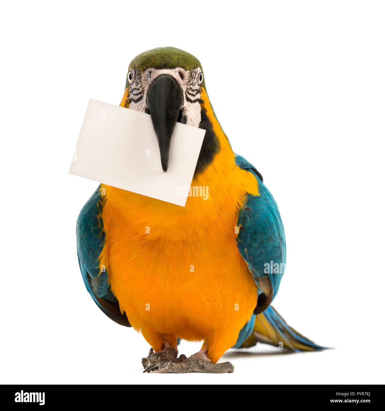 Blue-and-yellow Macaw, Ara ararauna, âgée de 30 ans, titulaires d'une carte blanche dans son bec in front of white background Banque D'Images Blue-and-yellow Macaw, Ara ararauna, âgée de 30 ans, titulaires d'une carte blanche dans son bec in front of white background Banque D'Images