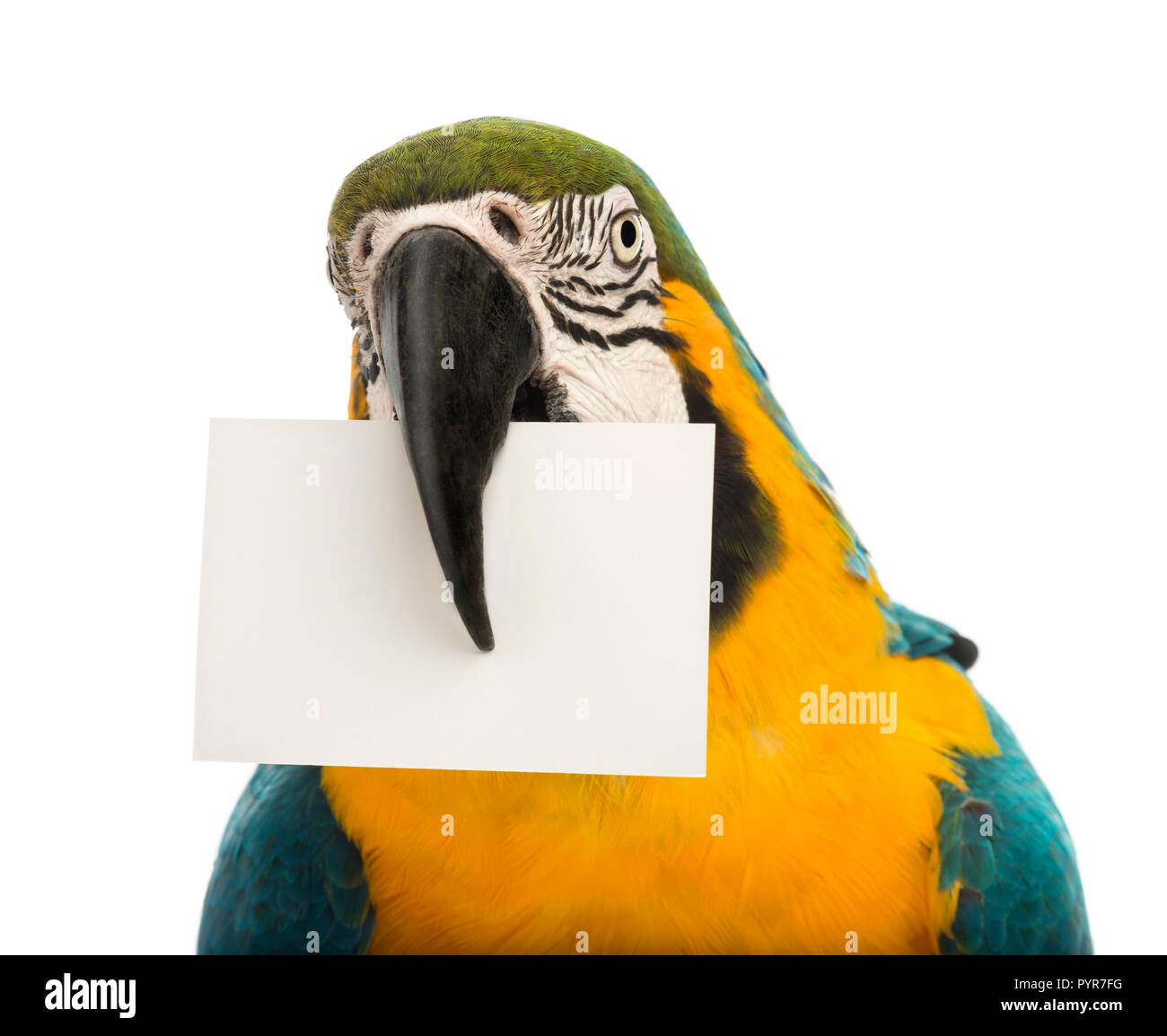 Close-up of a Blue-and-yellow Macaw, Ara ararauna, âgée de 30 ans, titulaires d'une carte blanche dans son bec in front of white background Banque D'Images Close-up of a Blue-and-yellow Macaw, Ara ararauna, âgée de 30 ans, titulaires d'une carte blanche dans son bec in front of white background Banque D'Images