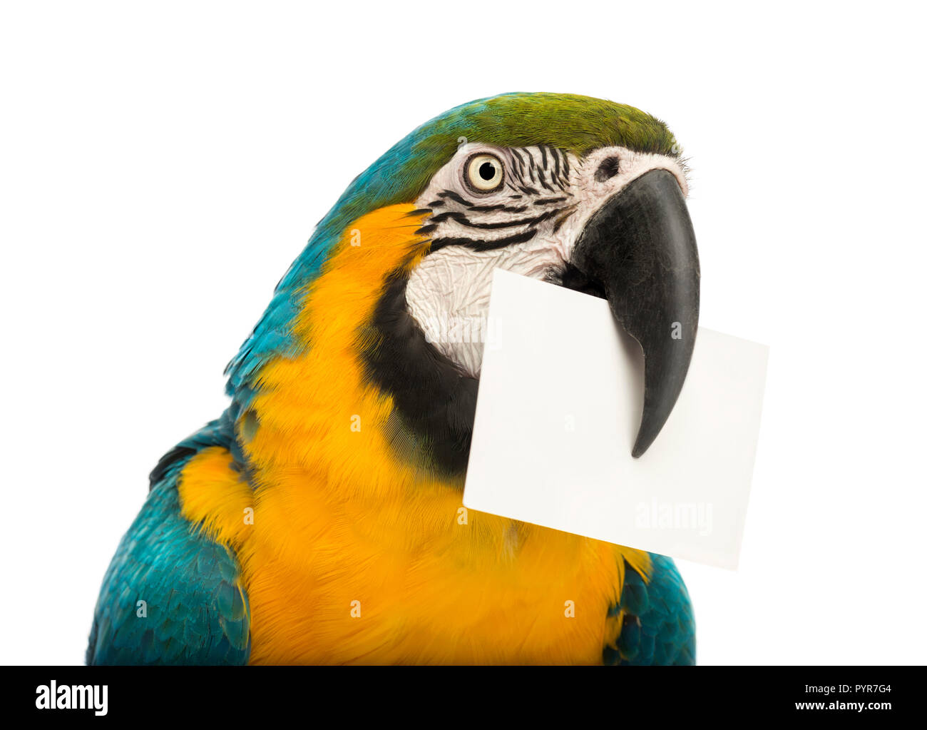 Close-up of a Blue-and-yellow Macaw, Ara ararauna, âgée de 30 ans, titulaires d'une carte blanche dans son bec in front of white background Banque D'Images Close-up of a Blue-and-yellow Macaw, Ara ararauna, âgée de 30 ans, titulaires d'une carte blanche dans son bec in front of white background Banque D'Images