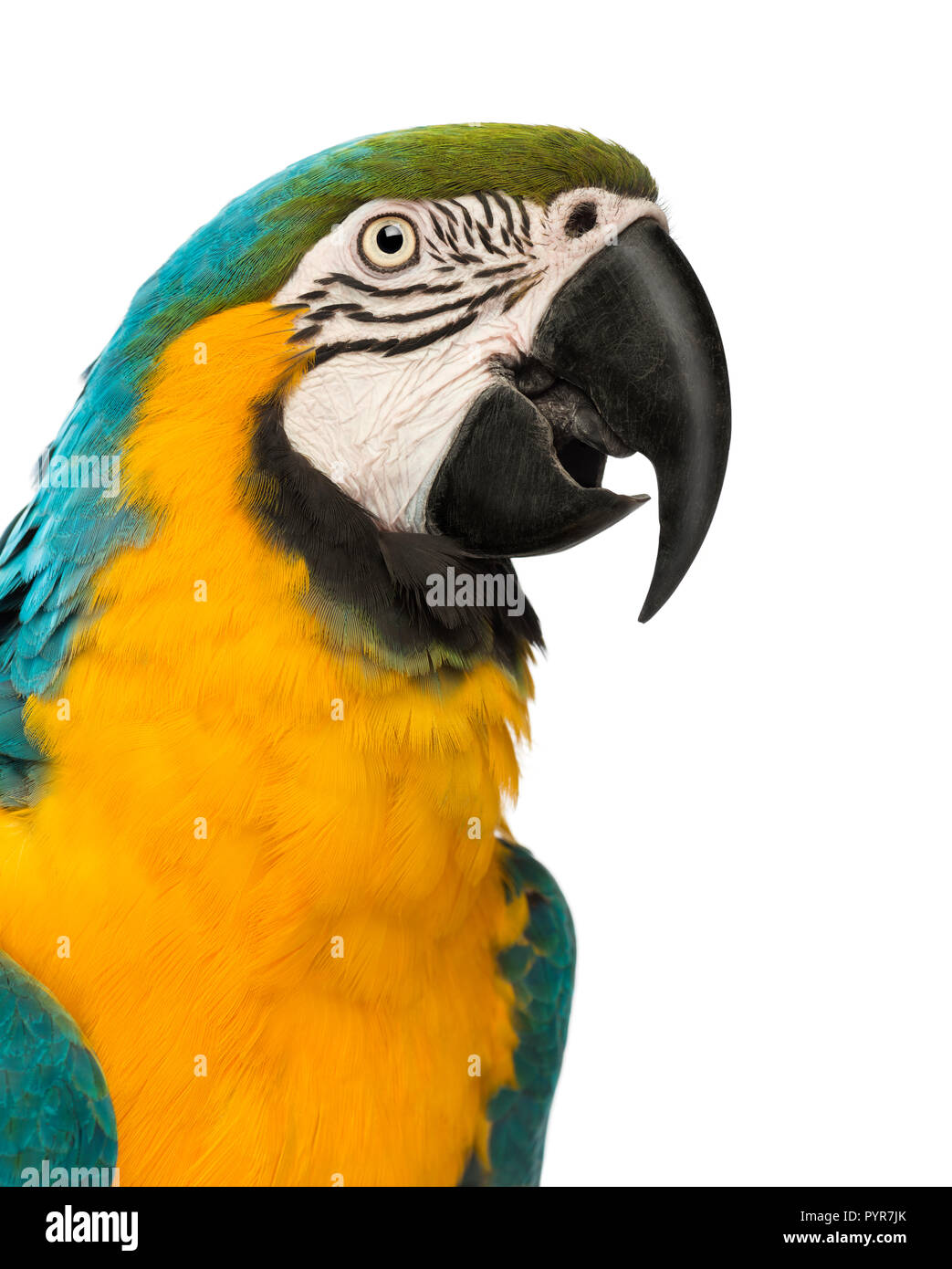 Close-up of a Blue-and-yellow Macaw, Ara ararauna, âgée de 30 ans, in front of white background Banque D'Images Close-up of a Blue-and-yellow Macaw, Ara ararauna, âgée de 30 ans, in front of white background Banque D'Images