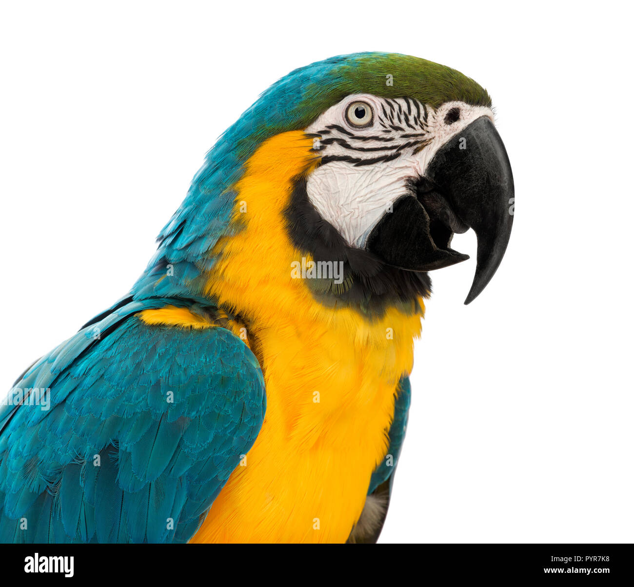 Close-up of a Blue-and-yellow Macaw, Ara ararauna, âgée de 30 ans, in front of white background Banque D'Images Close-up of a Blue-and-yellow Macaw, Ara ararauna, âgée de 30 ans, in front of white background Banque D'Images