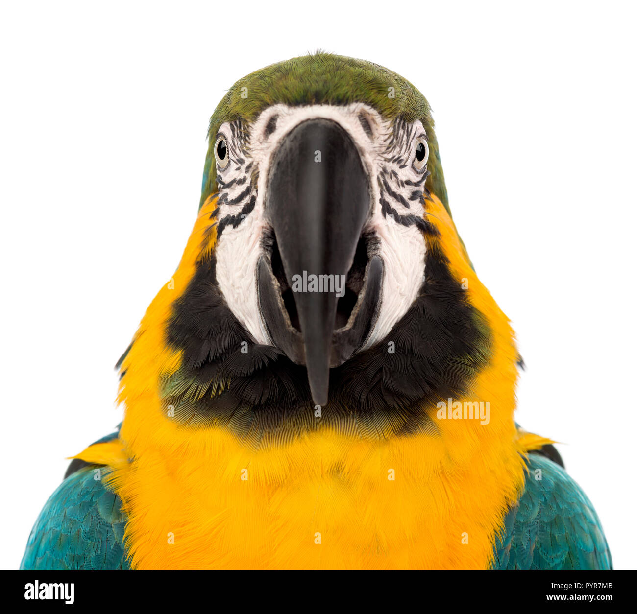 Vue de face close-up of a Blue-and-yellow Macaw, Ara ararauna, âgée de 30 ans, in front of white background Banque D'Images Vue de face close-up of a Blue-and-yellow Macaw, Ara ararauna, âgée de 30 ans, in front of white background Banque D'Images