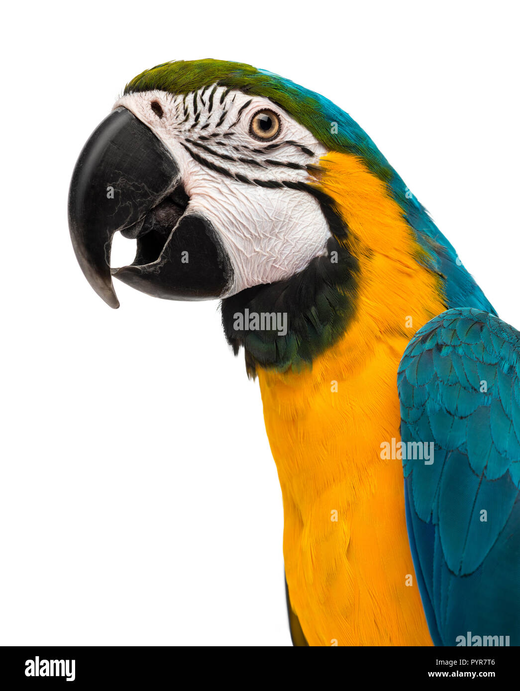 Close-up of a Blue-and-yellow Macaw (14 semaines) isloated on white Banque D'Images Close-up of a Blue-and-yellow Macaw (14 semaines) isloated on white Banque D'Images