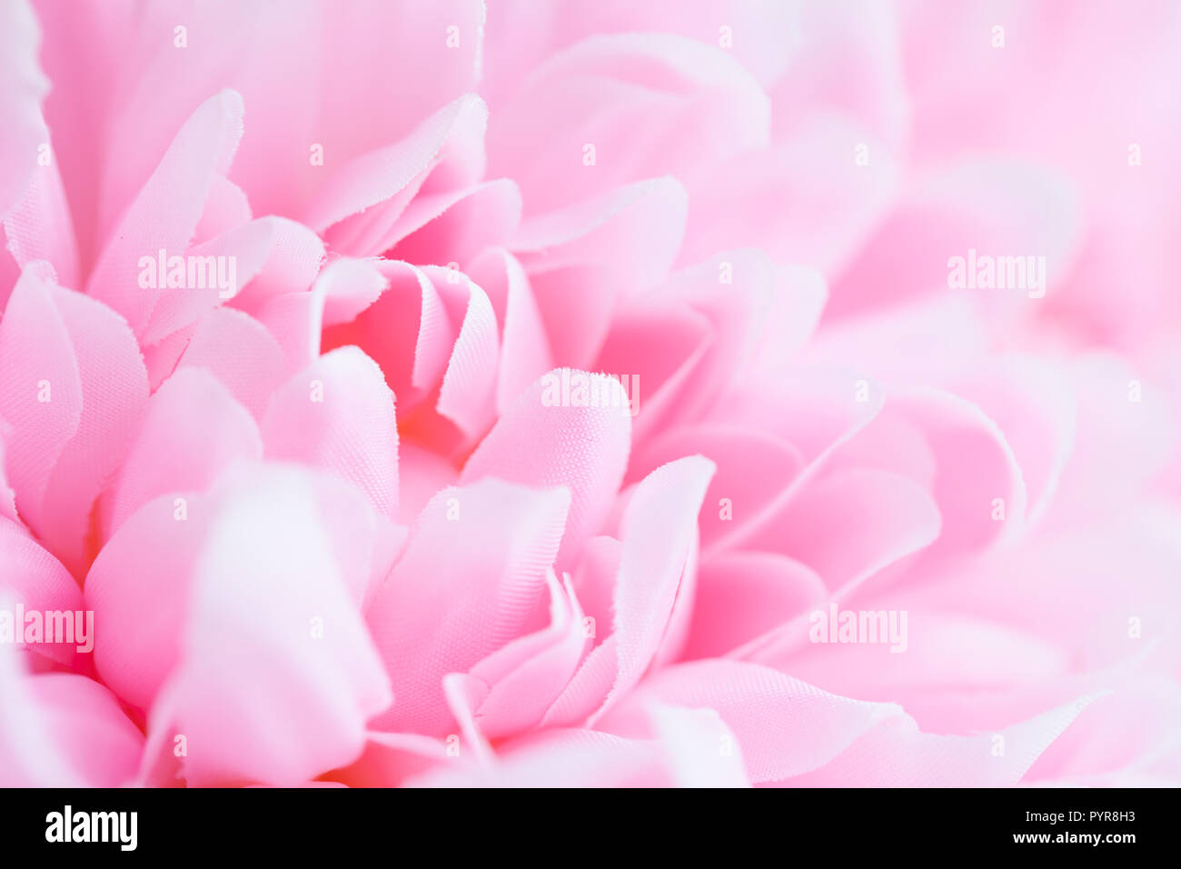 Magnifiques fleurs roses faites avec des filtres de couleur, couleur douce et style pour le fond flou Banque D'Images