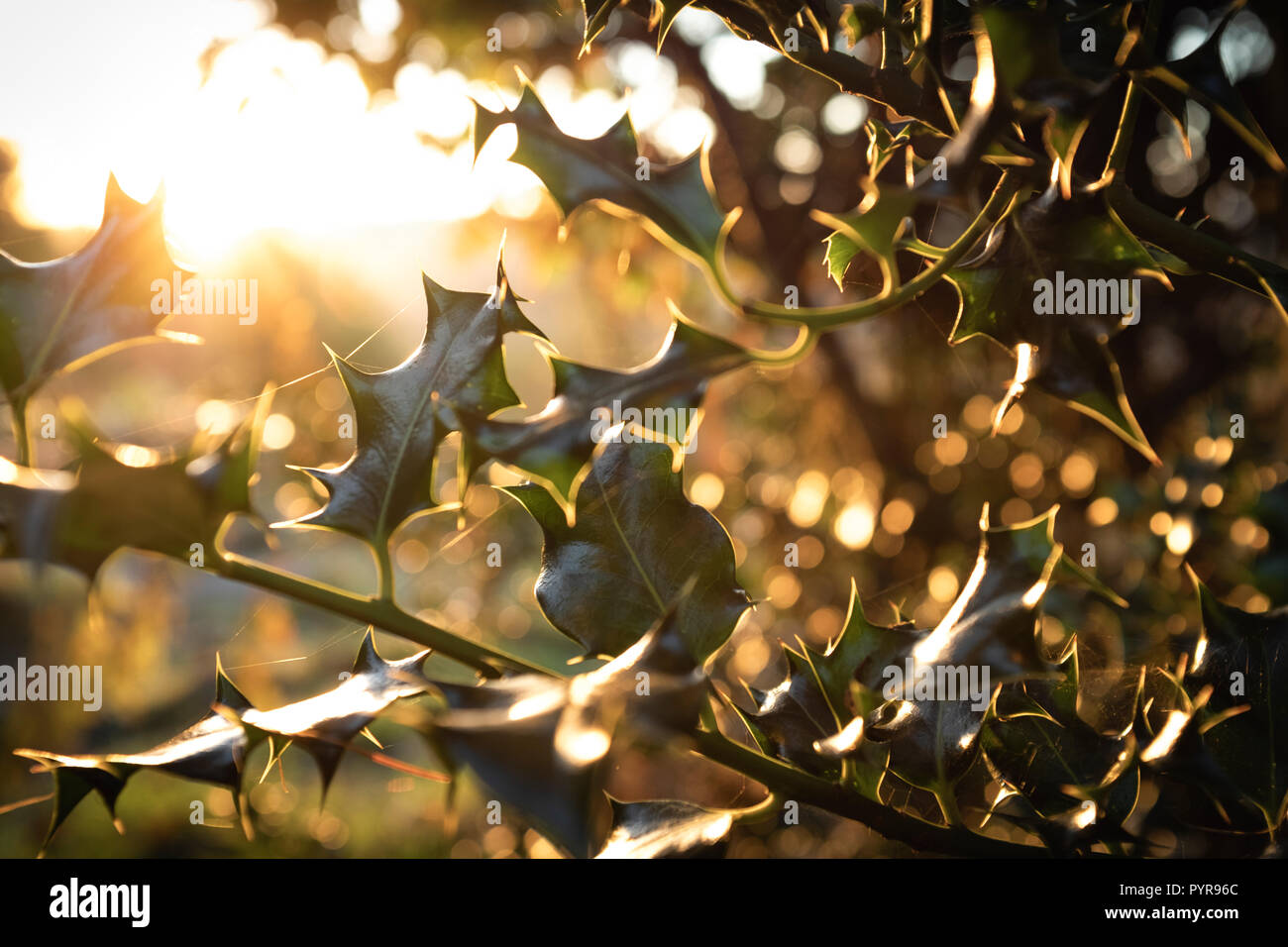 Lumière du soleil à travers les feuilles de houx. Banque D'Images