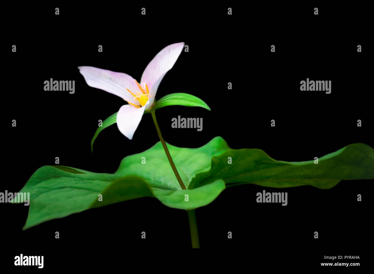 Forêt lumière filtrée améliore cette jolie fleur sauvage du nord-ouest du Pacifique au printemps connu comme une forêt Trillium fleur qui pousse dans les forêts humides, les berges Banque D'Images