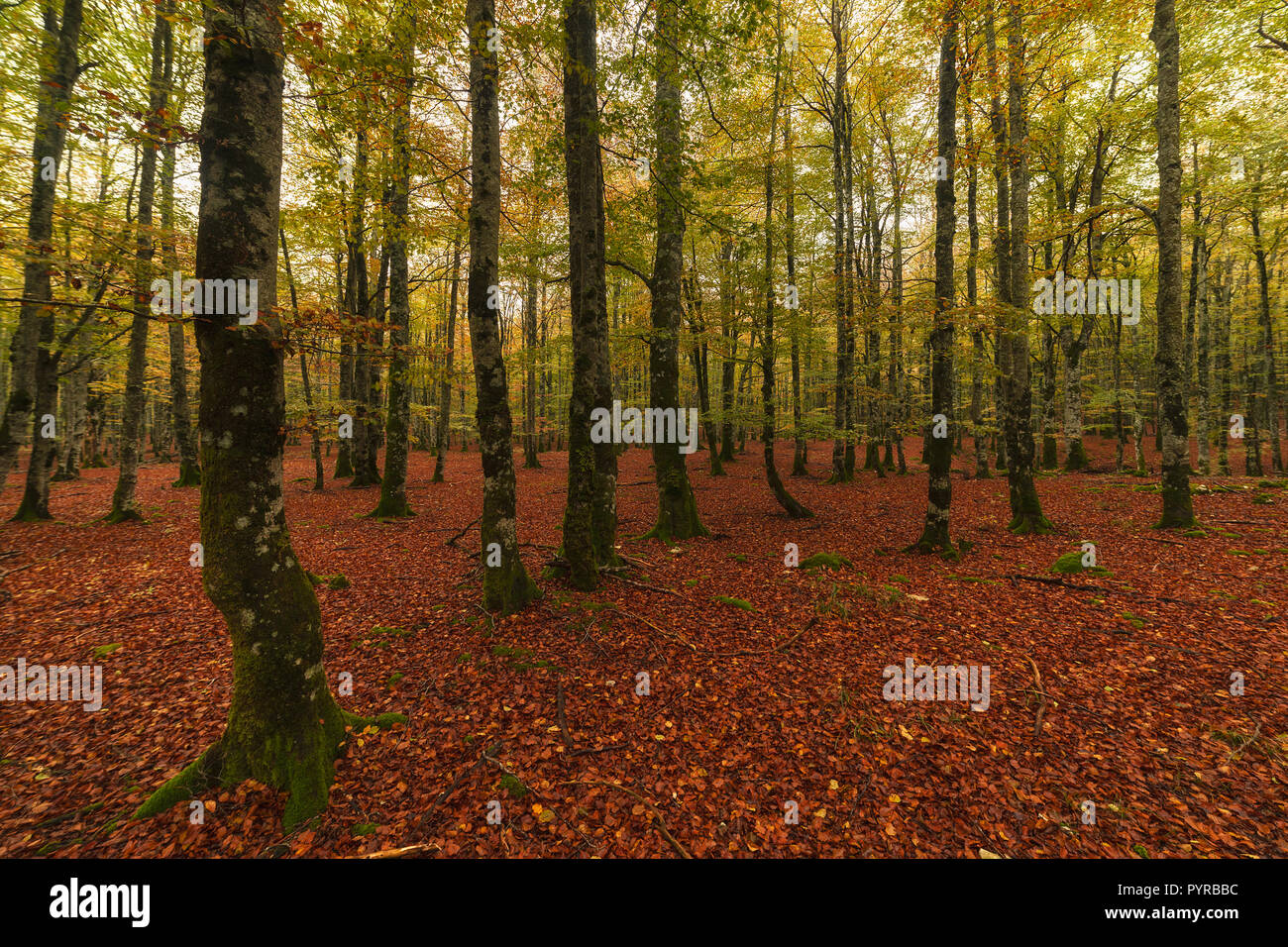 Urbasa forêt de hêtres en automne dans la région de Navarre, Espagne Banque D'Images